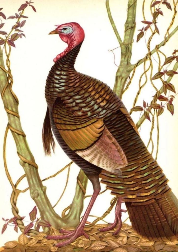 1950's Wild Turkey Rye